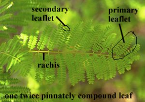 twice pinnately compound