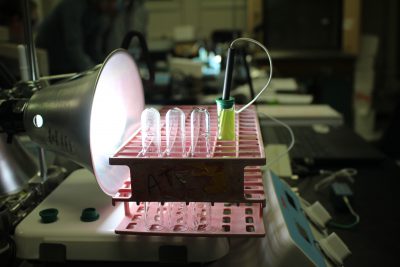 light shining on algae tubes