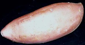 sweet potato