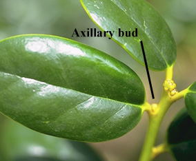axillary bud