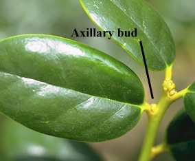 axil axillary bud