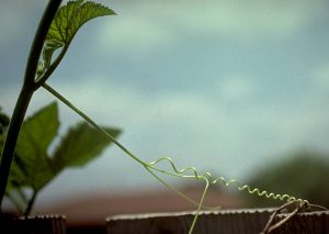 tendrils