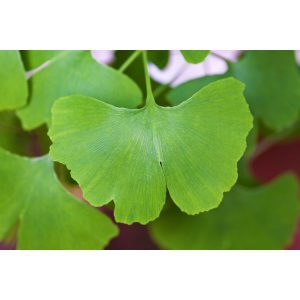 gingko