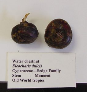 water chestnut