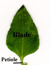 blade & petiole