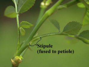 stipule