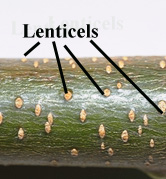 lenticels on stem