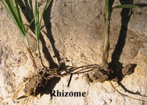 veg11 rhizome