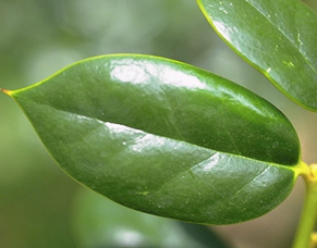 leathery leaf