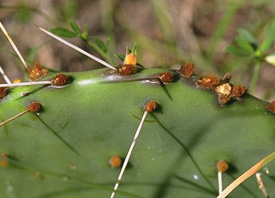 spines