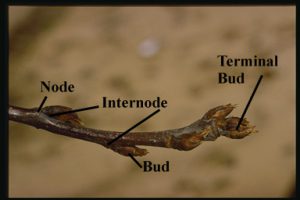 node, internode, bud, terminal bud of plant