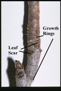 growth rings and leaf scar