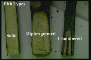 pith types