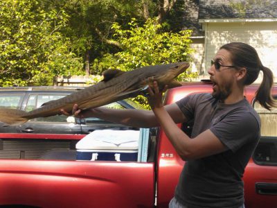 tiger drew and tiger shark specimen