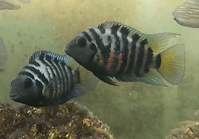 cichlid fishes