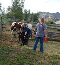 photo of katrina hofstetter with cows
