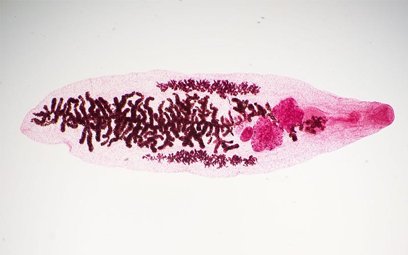 Collaborative Texas A&M Study Ties Kin Selection to Host-Manipulating Behavior in Parasites