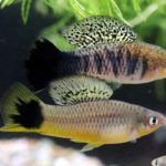 swordtails