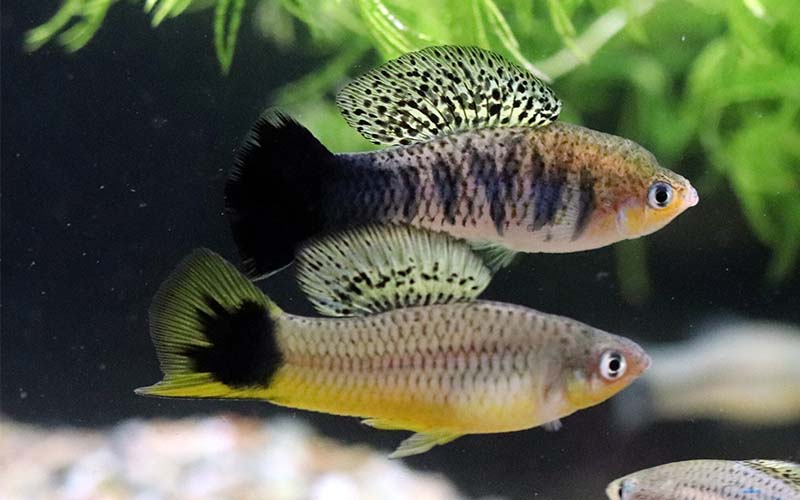 Biologists Gain Genetic Insight Into Cancer by Identifying Genes That Cause Melanoma in Swordtail Fish Hybrids