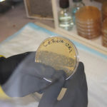photo of petri dish