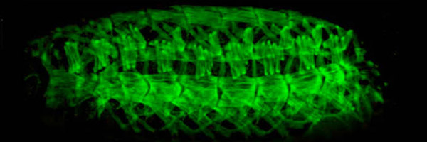 image of drosophila larvae stained green
