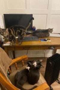 cats on chairs and desk