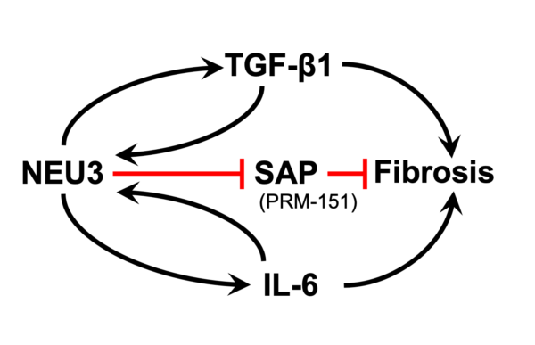 Figure showing relationship between NAU3 and fibrosis