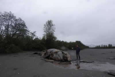 ben neuman with whale