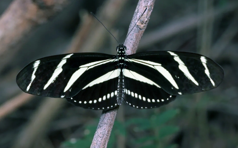 photo of black butterfly with white stripes