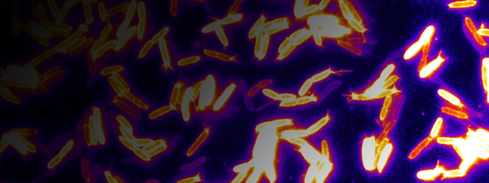 photo of neon bacteria on purple background