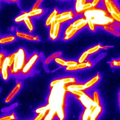 bacteria