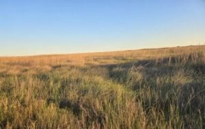 picture of A field of green and brown salt marsh grasses blowing in the wind under a blue sky