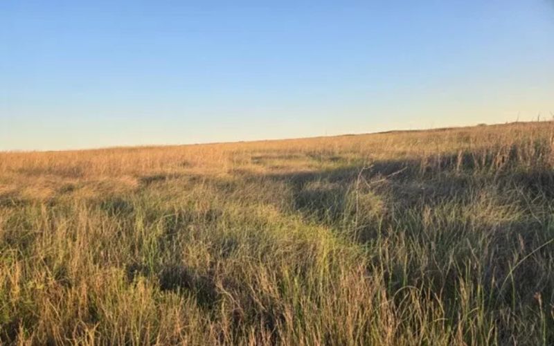 image of grass under a blue sky