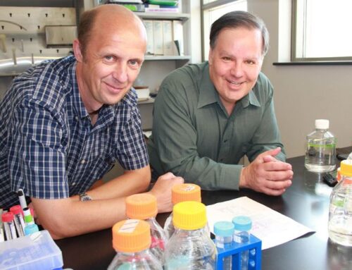 Potential Therapeutic for Liver Fibrosis Discovered by TAMU Biology Researchers