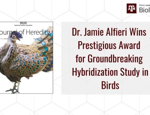 Texas A&M Researcher Wins Prestigious Award for Groundbreaking Hybridization Study in Birds