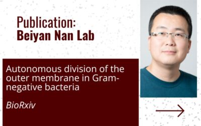 publication beiyan nan lab Autonomous division of the outer membrane in Gram-negative bacteria Biorxiv