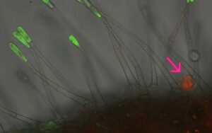 imagery of tomato plant cell