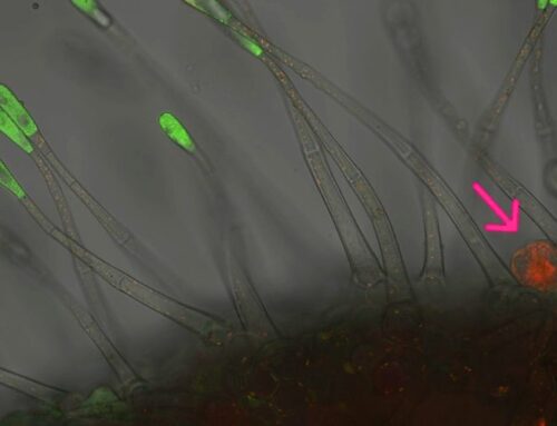 Texas A&M Biologists Discover Key Regulator of Plant Defense Metabolites in Wild Tomato