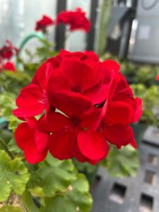 New Directory Photos (43) red geranium flower