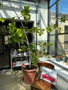 tree with welcome sign in greenhouse