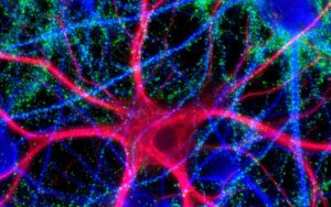 mixed culture of all brain cells, showing astrocytes in red, neurons in blue and postsynaptic protein PSD95 in green