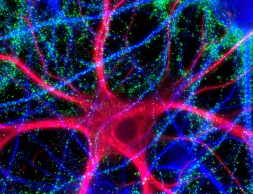 Unlocking the Brain’s Hidden Dialogues: Dr. Isabella Farhy Sheds Light on Mental Health and Neurological Disease