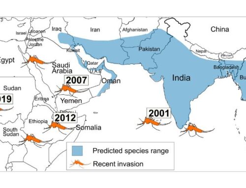 New Study Reveals Genetic Secrets Behind the Rapid Spread of Invasive Malaria Vector