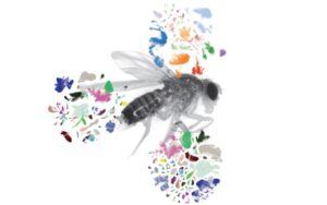 graphic image of fruit fly surrounded by painting brush strokes