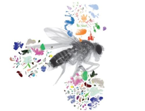 How Fruit Flies Help Decode Immune Fitness and Aging: Dr. Jason Karpac Explores the Links Between Metabolic Flexibility, Immunity, and Longevity
