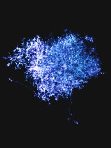 blue micrscopic image of astrocyte showing its full morphological complexity in mouse brain