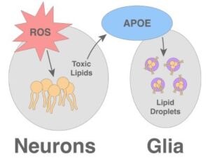 figure showing nerons sending lipids to APOE that enter lipid droplets in the glia