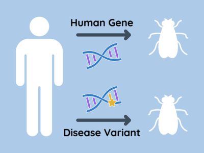 figure showing human outline with arrows to fly outlines that read human gene and disease variant