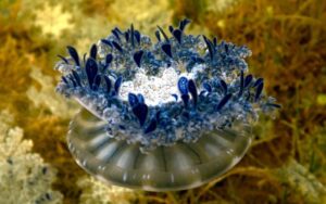 upside down jellyfish with blue tentacles
