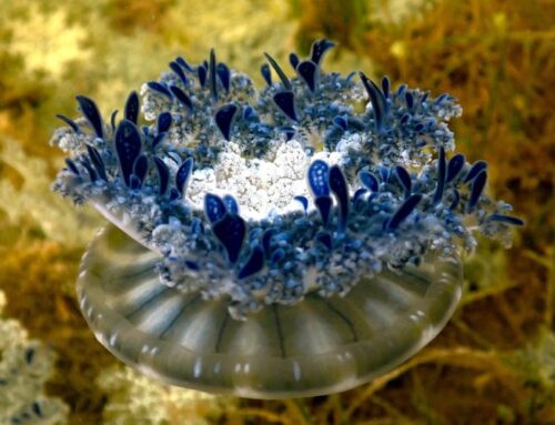 Community Science Sheds Light on Northward Expansion of Upside-Down Jellyfish in Florida